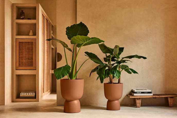 amber coupe 35cm karamel